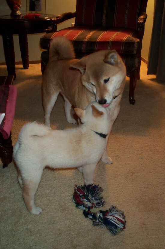 爱游戏ayx-德甲比赛中高强度跑动与体能消耗的监测分析，德甲最高时速